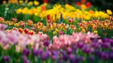 Tulpenveld In Geel Roze En Paarse Kleuren